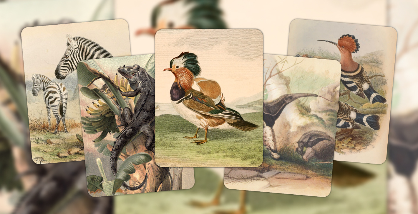 Five animal cards stack on each other. Left to right: Plains Zebra, Black Iguana, Mandarin Duck, Giant Anteater, Eurasian Hoopoe on a background that's the same image, but enlarged and blurred.